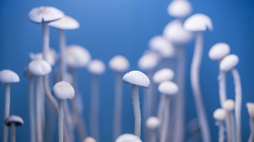 Magic psychoactive hallucinogenic mushrooms psilocybin