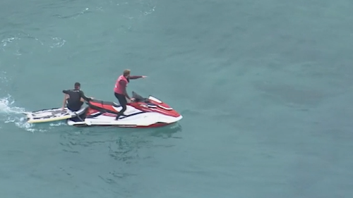 Lifeguards at Bondi cleared the water once they were aware of the sharks.