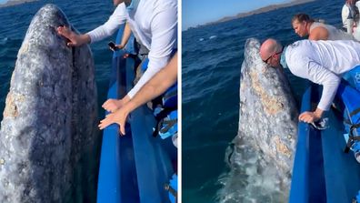 The whale hung around long enough for tourists to have close encounters.