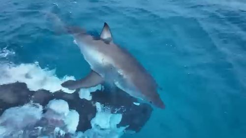 Whale carcass in WA attracts shark