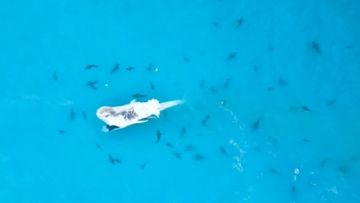 Dozens of sharks spotted munching on a whale off the WA coast.