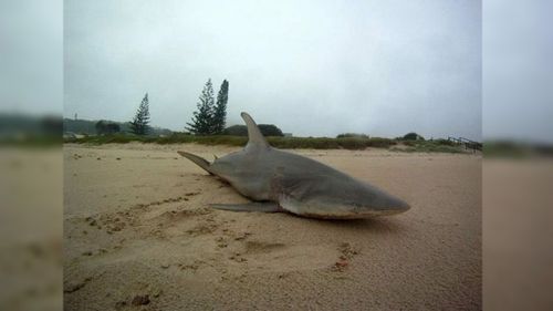 Lennox Head locals wake to their own ‘Sharknado’ experience