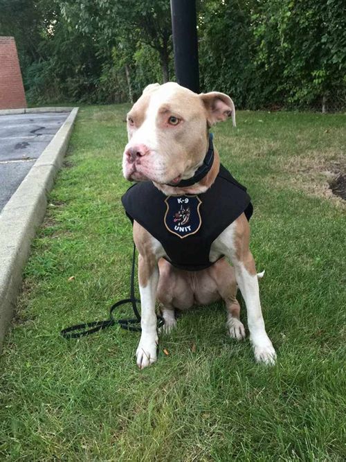 Abused pit bull to lead crime-fighting charge as police K9 officer