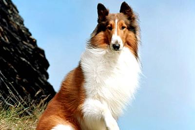 Lassie, Lassie
