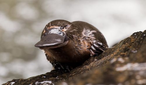 The iconic native animal could fight deadly bacteria that antibiotics have become powerless against. (AAP)