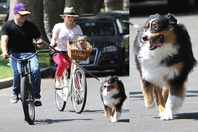 Hilary and her hockey-playing hubby, Mike Comrie, prefer to bike rather than walk their dog! Only this pooch doesn't belong to Hils - apparently the couple were babysitting her mum's dog.