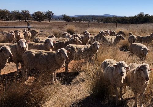 Farmers hit by the drought are facing tough choices between selling stock or continue feeding. (Photo: Supplied).