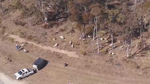 The goats grazing near Mudgee.