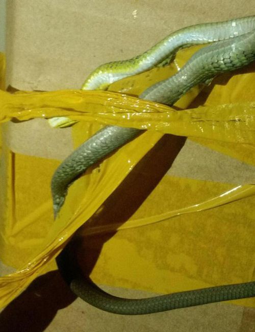 A baby tree snake got stuck fast in packaging tape in a Sydney garage, and had to be carefully rescued.