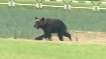 A brown bear runs on a field in Sapporo, northern Japan 