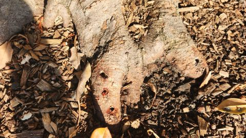 Balmoral fig trees drilled and poisoned.