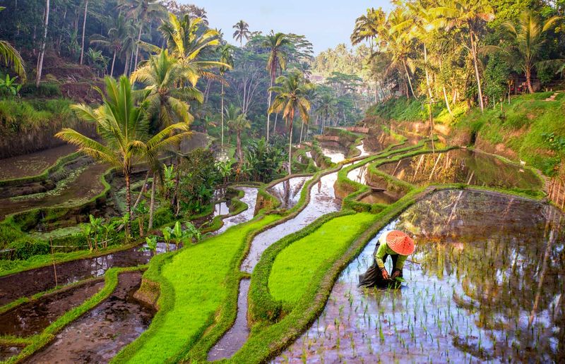 Aussies could travel to Bali by Christmas, Qantas CEO says