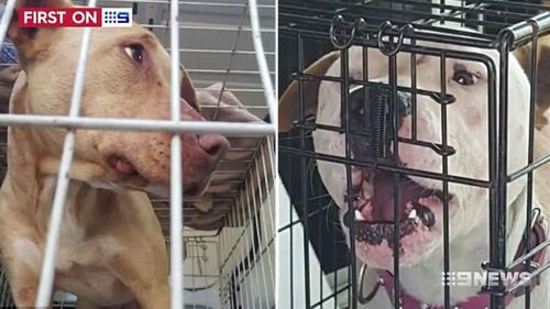 The two dogs set upon the elderly lady in 2016, leaving her with serious cuts to her face and limbs. (9News) 