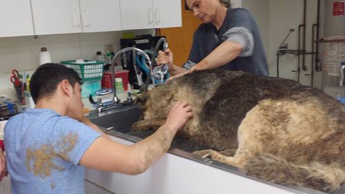 Maverick spent three days at the vet after being rescued. (Lisa Van Valkenburgh/ Facebook)