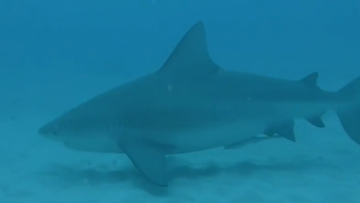 Bull sharks are known to frequent Swan River in WA.