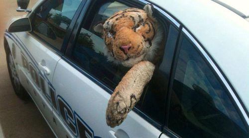 The Bryant police department uploaded this photo to its Facebook page showing the toy tiger being driven in a police car. (Supplied)