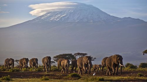 Kenya to destroy largest ever ivory stockpile at celebrity burning