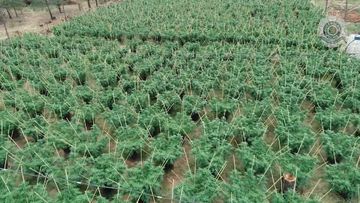 Queensland Police have uncovered a major cannabis operation 50 kilometres west of Warwick.