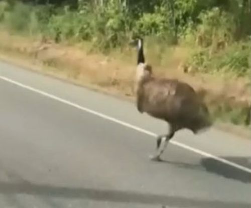 Parker the offending emu.