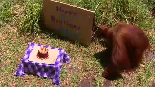 Puan is thought to be the oldest Sumatran Orangutan in the world. (9NEWS)