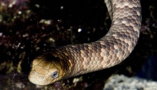 British man dies from sea snake bite in the NT