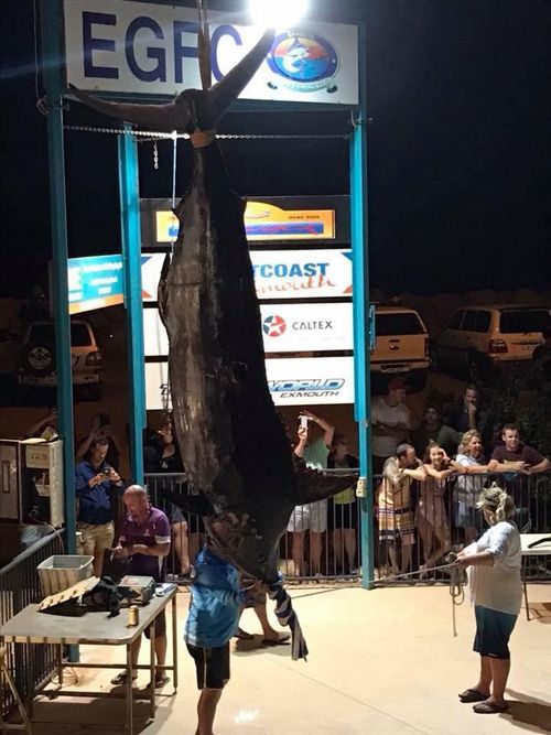 The massive marlin officially weighed in at 494kg. (Facebook)