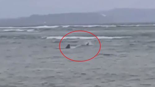 The shark was spotted metres from the shore. 