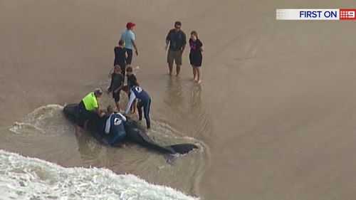 The calf is believed to be a few days old. (9NEWS)