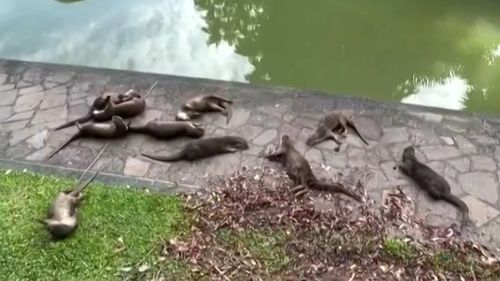 Graham Spencer stava facendo la sua solita passeggiata alle 6 del mattino attraverso i giardini botanici di Singapore, quando circa 20 lontre selvatiche gli corsero incontro.