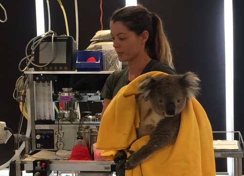 Ernie is still several months from being released into the wild, but the team is confident of a full recovery. (Madeline Slattery / 9NEWS)