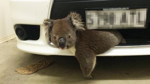 World’s luckiest koala survives by clinging to car after being hit at 100km/h