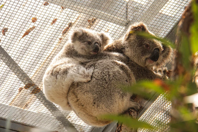 Koalas relocated to Taronga Zoo during the bushfire crisis.