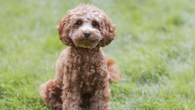 Cavoodle