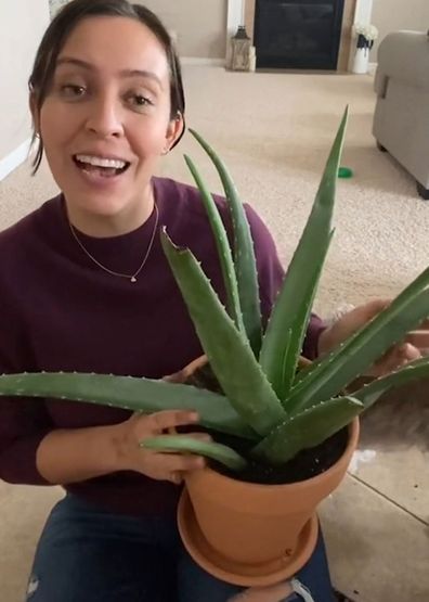 Indoor plants TikTok