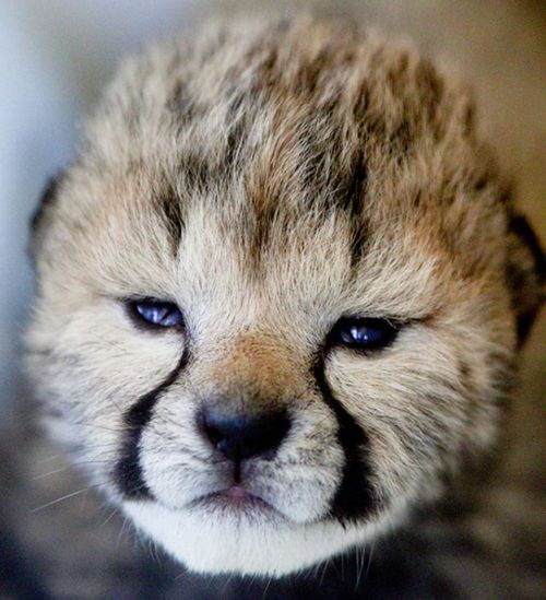 The Zoo welcomes five new Cheetah cubs. (Mark Dumont/ Cincinnati Zoo &amp; Botanical Garden)