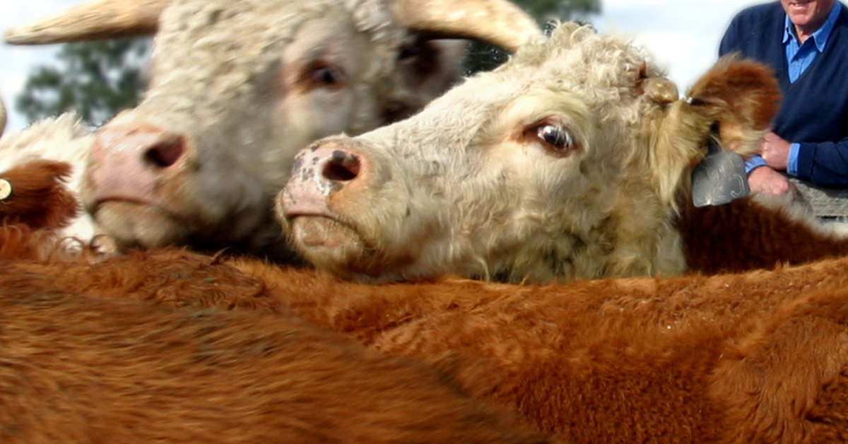 Foot and mouth disease Australia: What is foot and mouth disease and can  humans get it? | Explainer