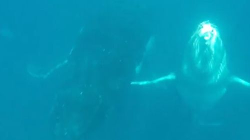 The humpback whale and its calf move closer to the divers.