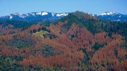 Dead tree epidemic could spark massive US firestorm