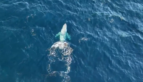 Australia's most famous cetacean, Migaloo the white whale, was last spotted five years ago, but a fresh sighting offï»¿ Queensland has fans hopeful there's a new white wonder residing in east coast waters.