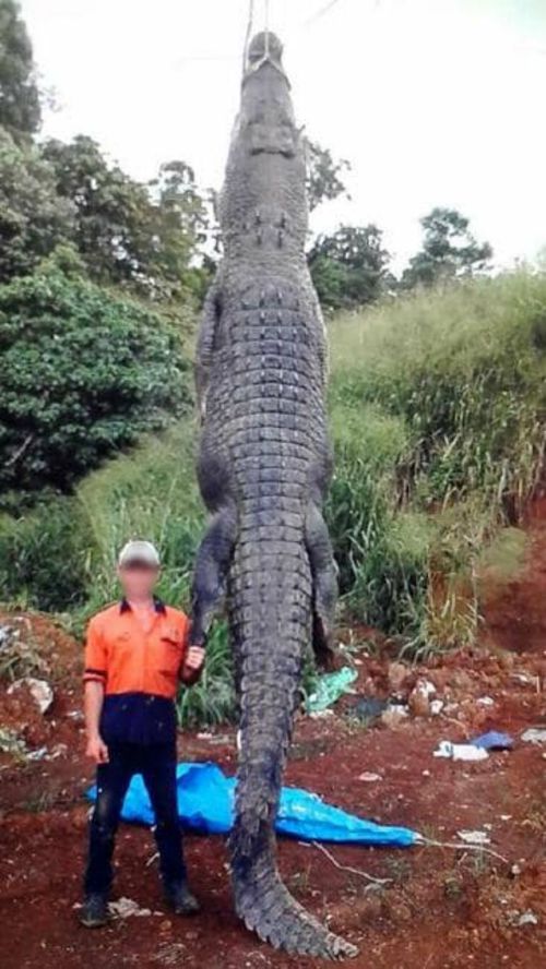 This image of a dead crocodile strung up by rope was posted on social media before being removed. Picture: Facebook via Cairns Post