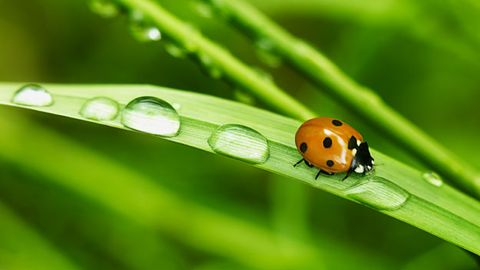 How to deal with ladybirds