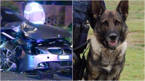 Police dog sniffs out alleged car thief at crash scene in Melbourne 