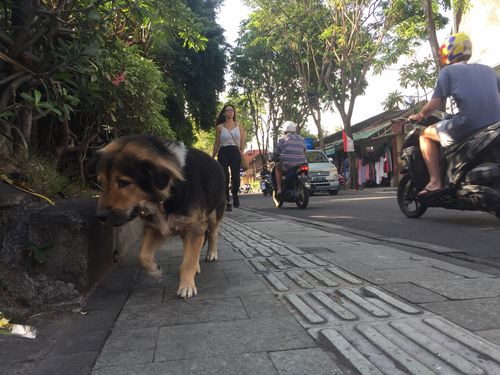 In Bali, dogs are free to roam the streets often being left defenceless when poachers strike, sometimes poisoning and often torturing them before their death.