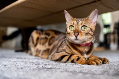 Bengal cat at home