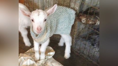 Do you want to snuggle a baby goat? US farm offer animal lovers the chance to help in need animals