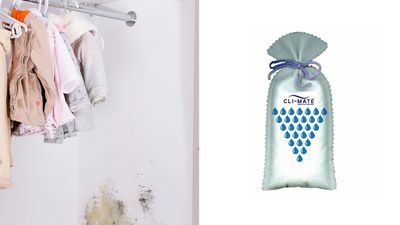 Mould prevention: 7 moisture absorbing products to help prevent damp and  mould damage in the home
