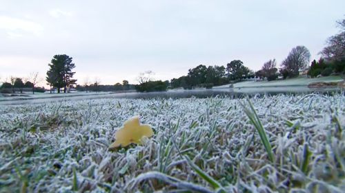 Frost in Stanthorpe. (9NEWS)