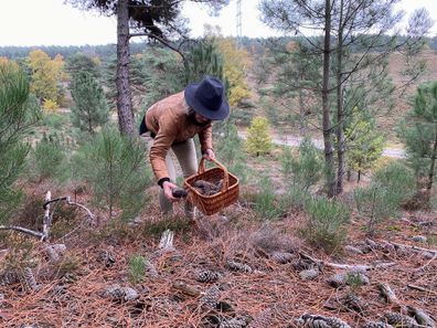 Woman collecting pine cones.