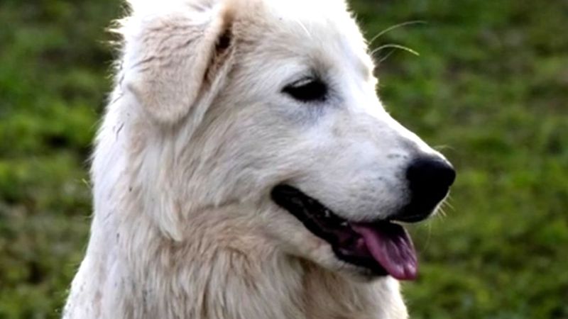 'Miracle' dog missing for six months returns home | Nine.com.au