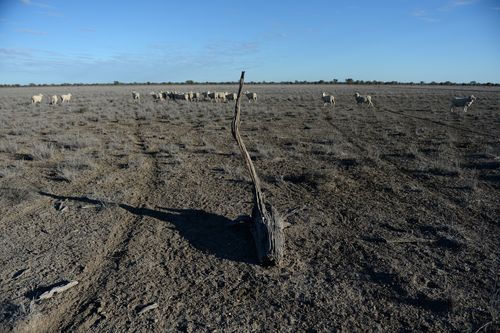 The drought has left many farmlands dry, cracked and dusty.